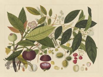 Andalas Botanicals 02